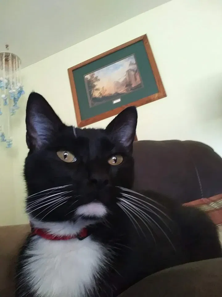 Lost cat in Mount Pleasant, TN, 38474