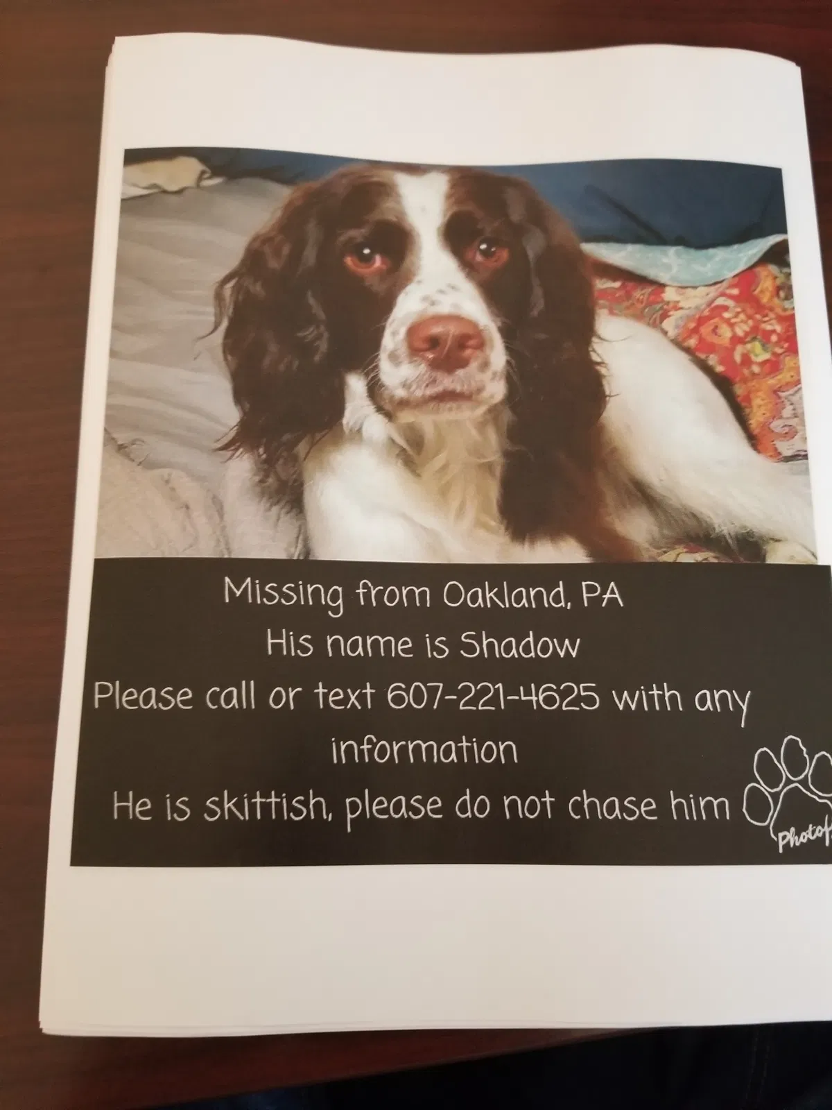Lost dog in Susquehanna, PA, 18847
