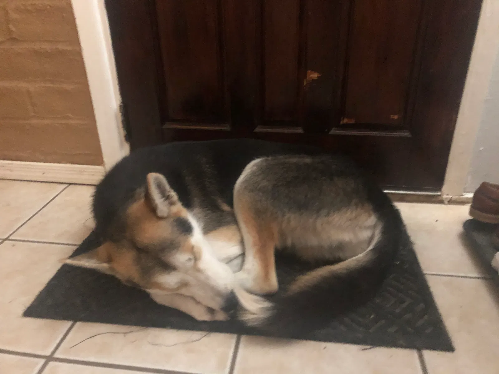 Lost dog in Tucson, AZ, 85713