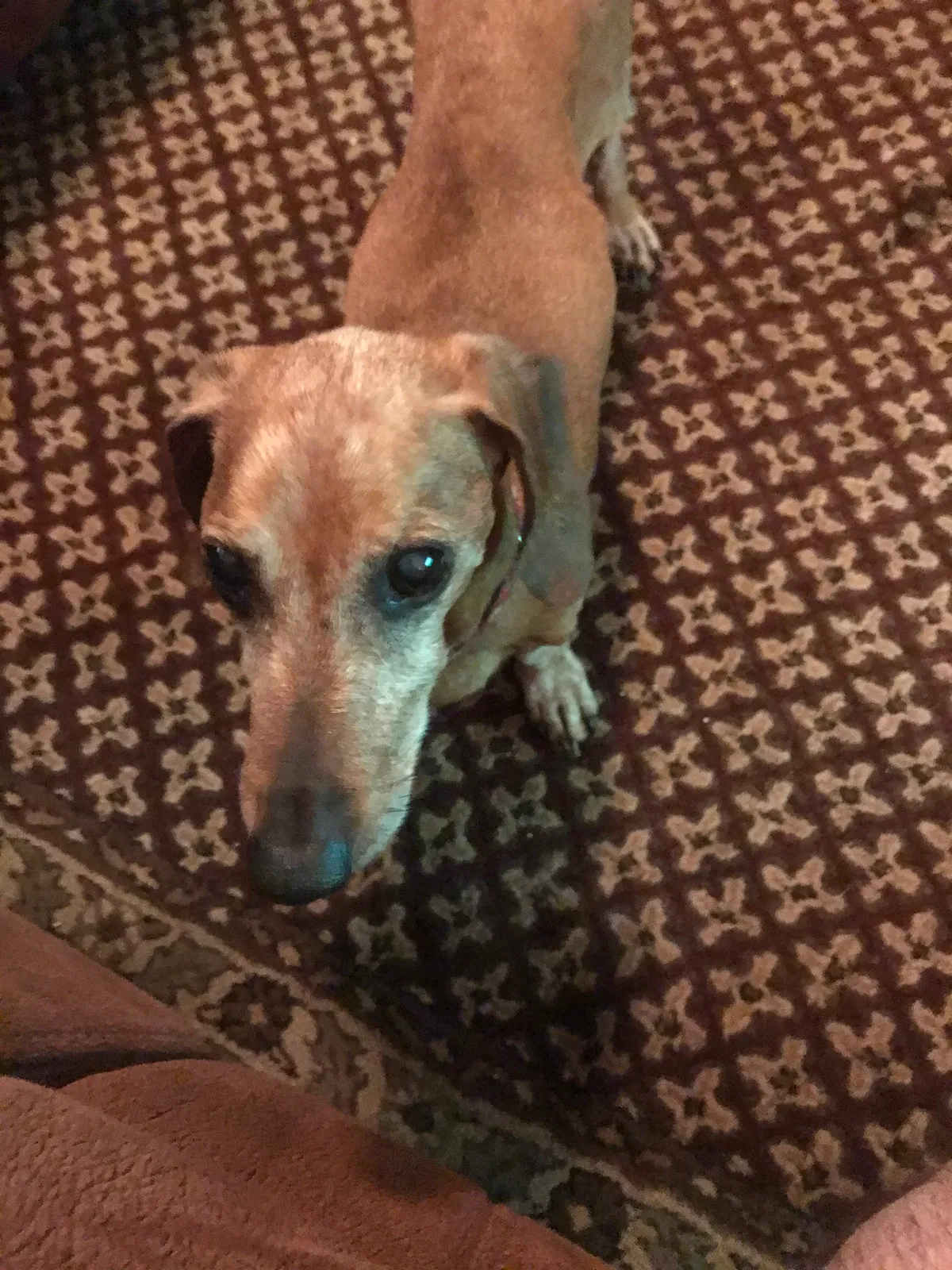 Lost dog in Moseley, VA, 23120