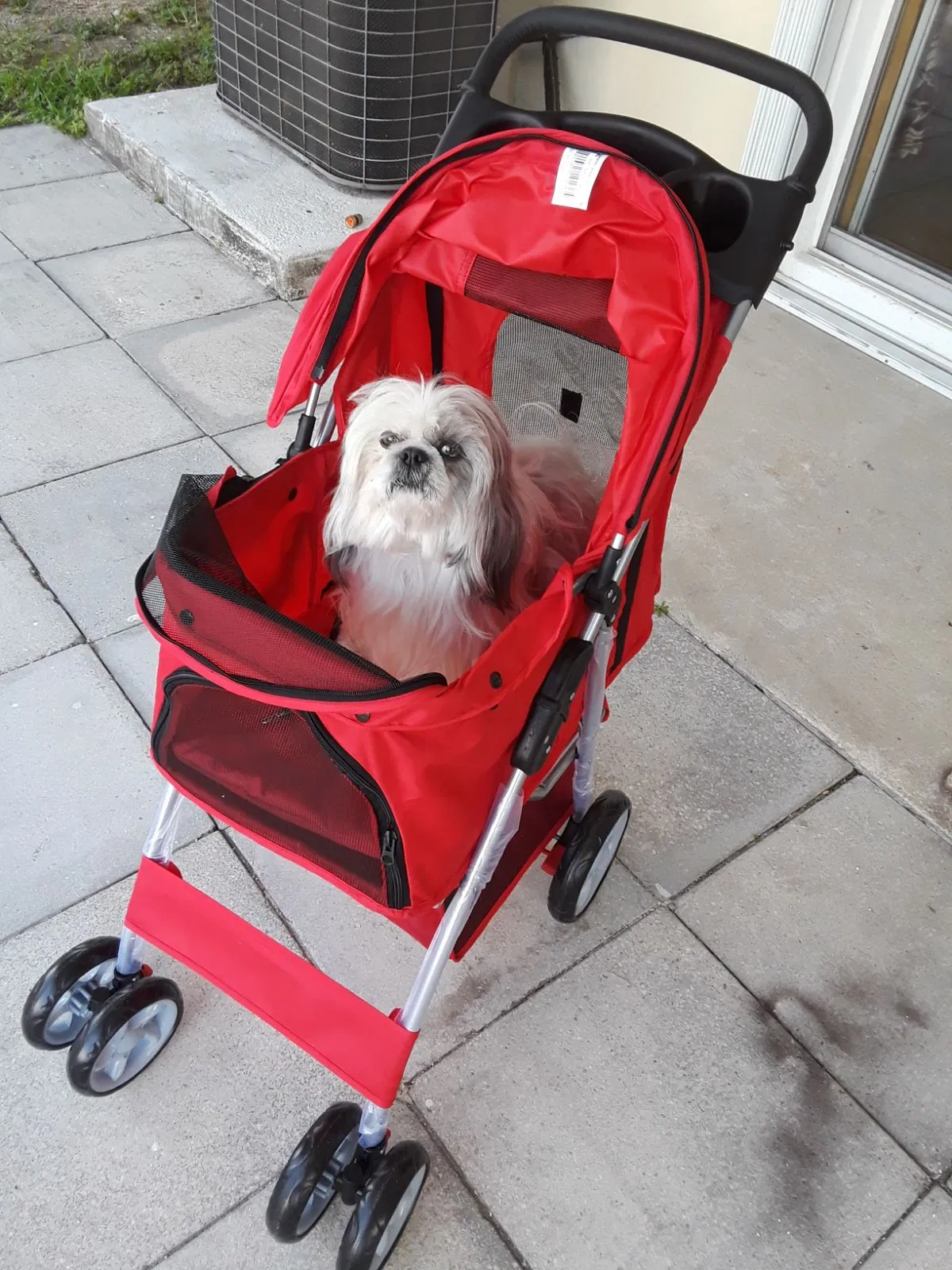 Lost dog in Miami, FL, 33157