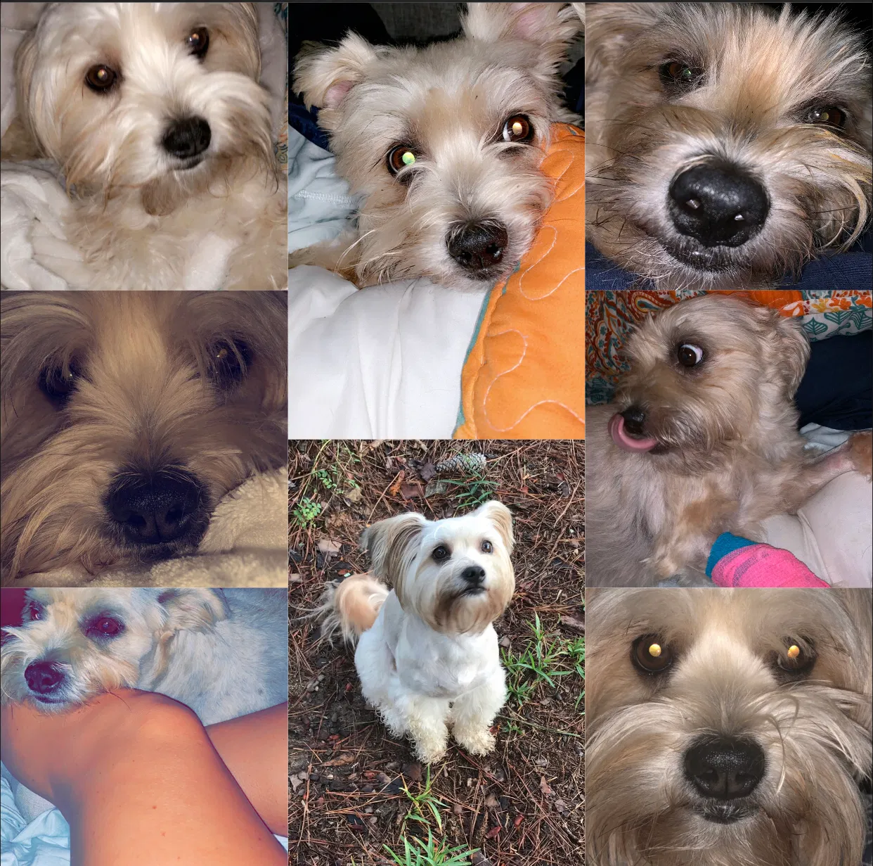 Lost dog in Midland, GA, 31820