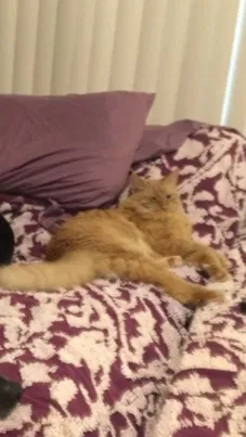 Lost cat in Pensacola, FL, 32505
