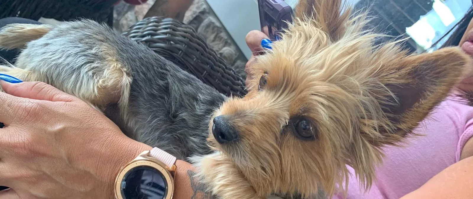 Lost dog in Denver, CO, 80249