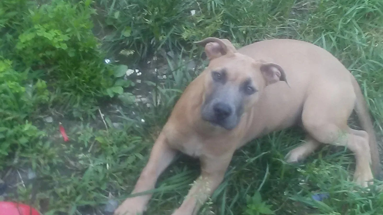 Lost dog in Westville, NJ, 8093