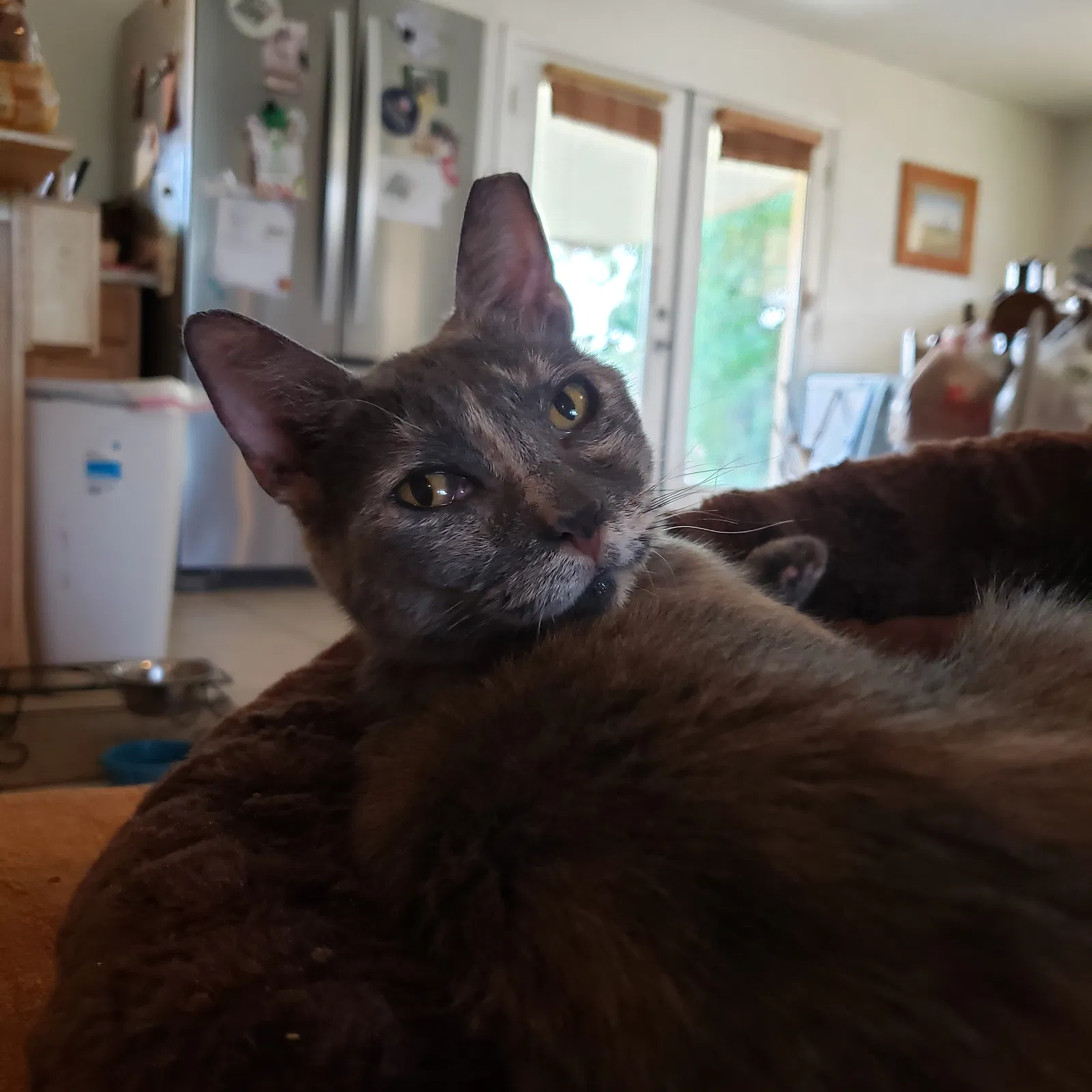 Lost cat in Scottsdale, AZ, 85257