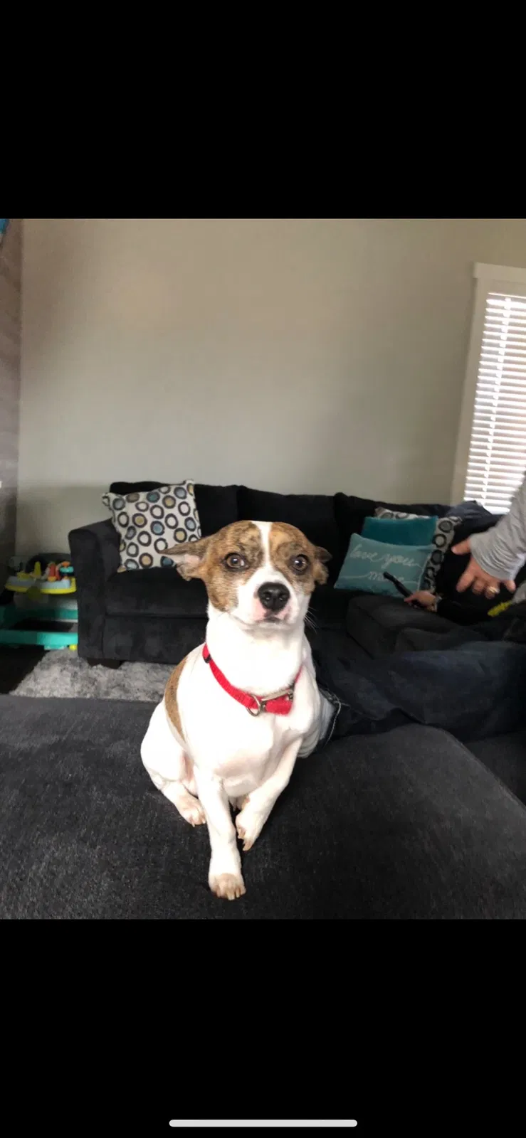 Lost dog in Arden, NC, 28704