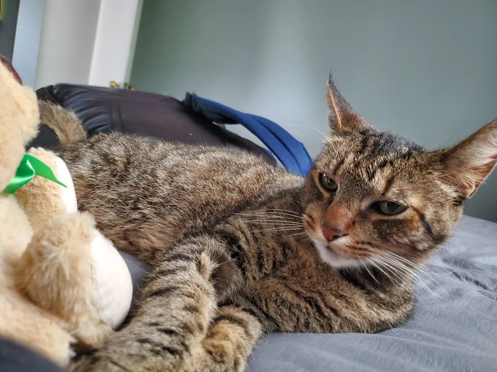 Lost cat in Vista, CA, 92083