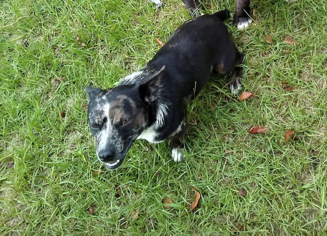 Lost dog in Dunn, NC, 28334