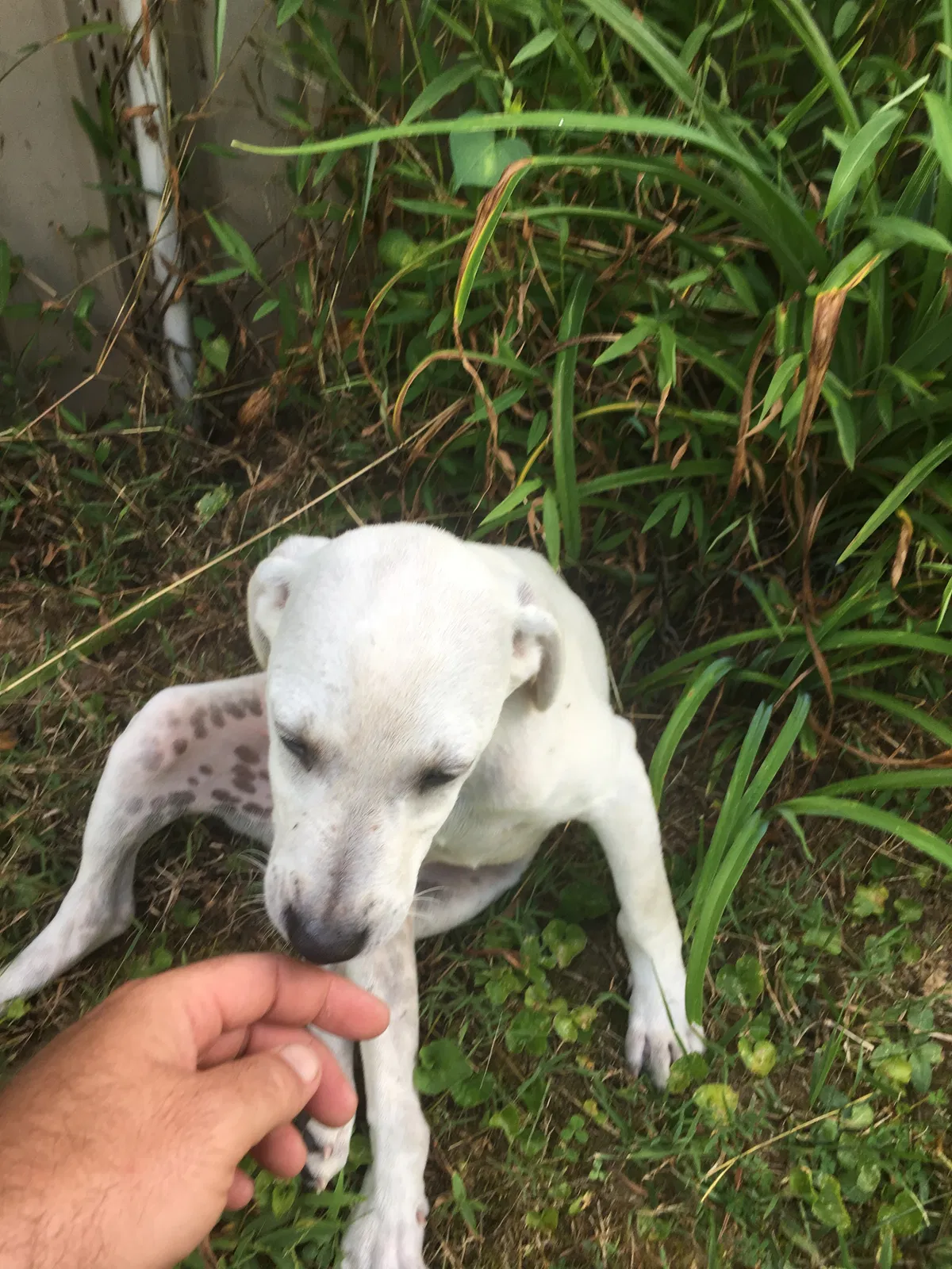 Found dog in Crossville, TN, 38572