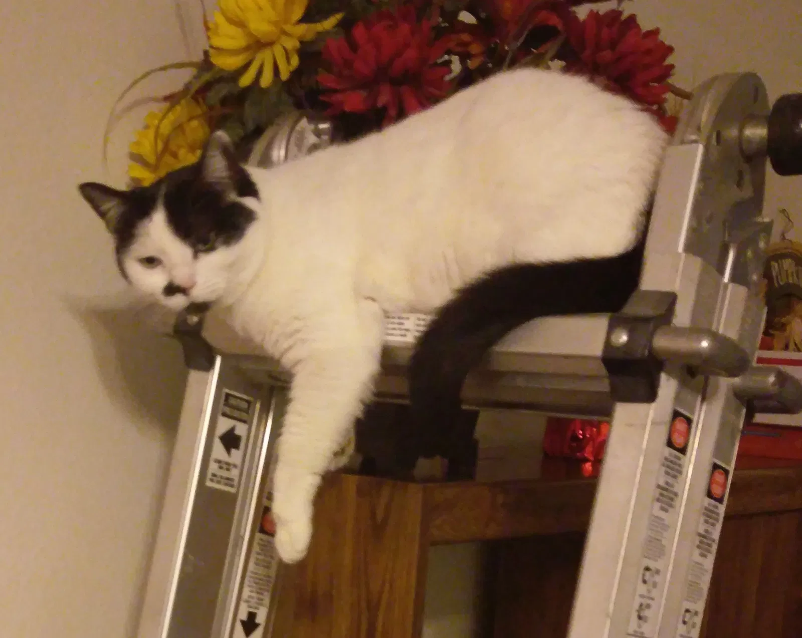 Lost cat in Donald, OR, 97020