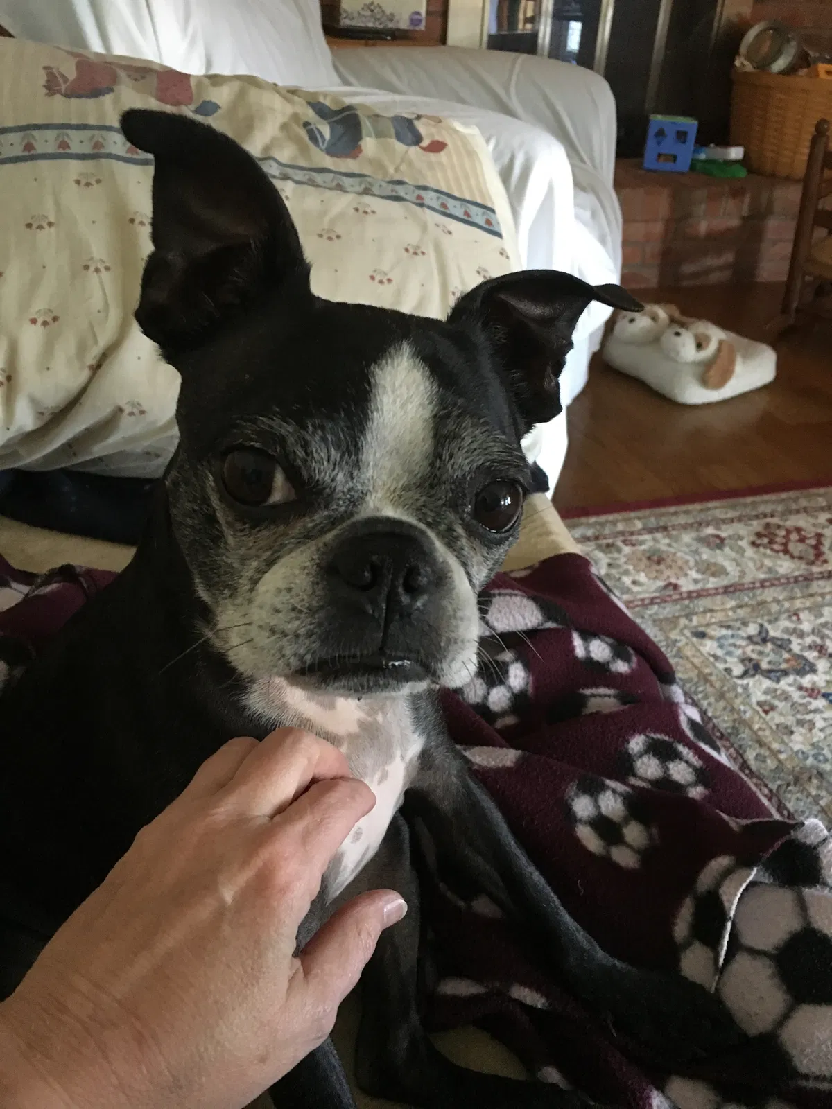 Lost dog in Middletown, OH, 45044