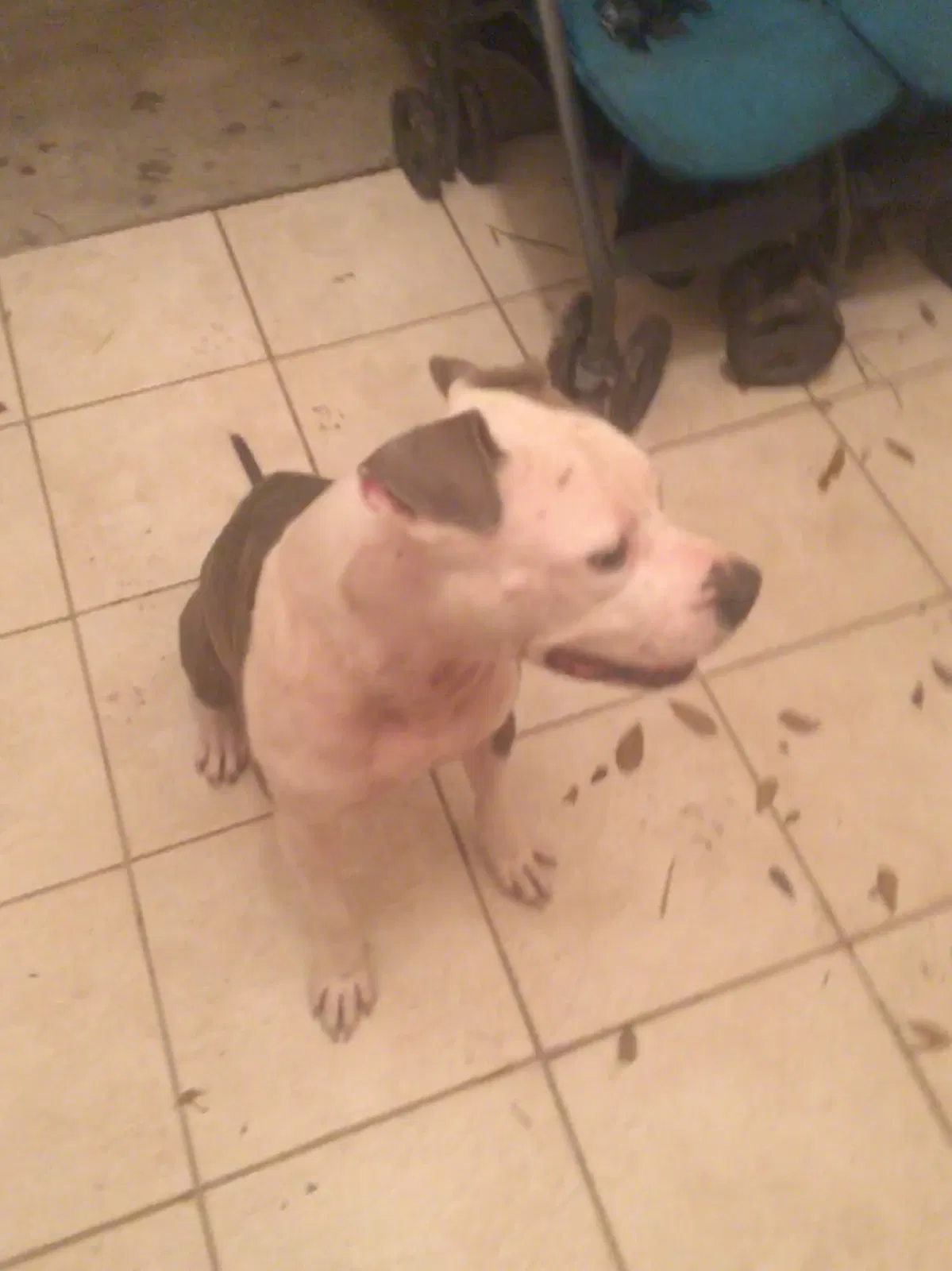 Found dog in Edinburg, TX, 78539