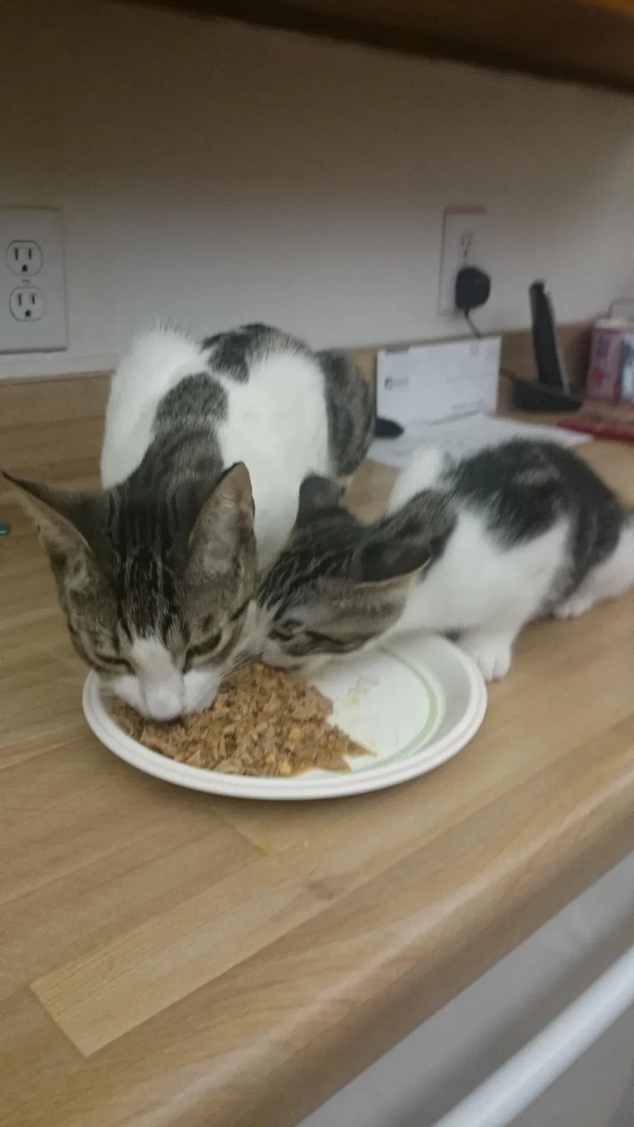 Lost cat in Huntington Beach, CA, 92647