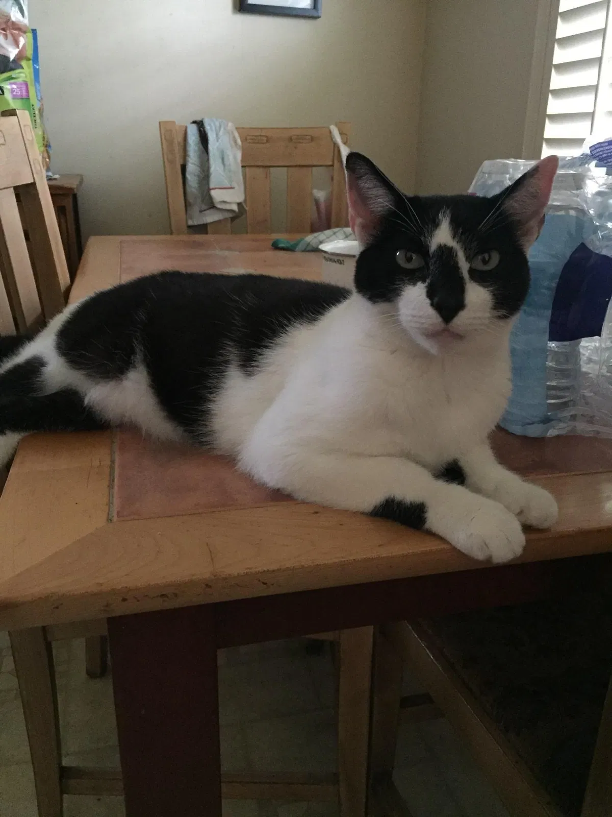 Lost cat in Nashville, TN, 37209