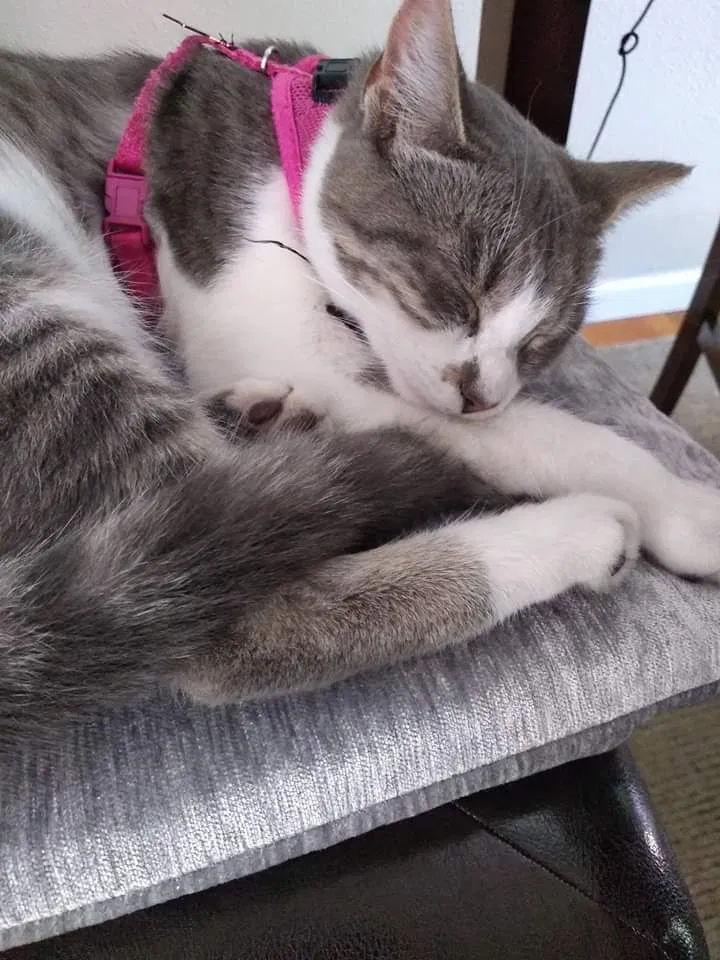 Lost cat in Federal Way, WA, 98003