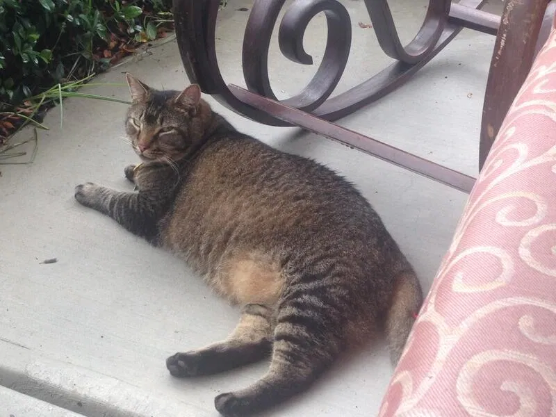 Lost cat in Fayetteville, NC, 28314