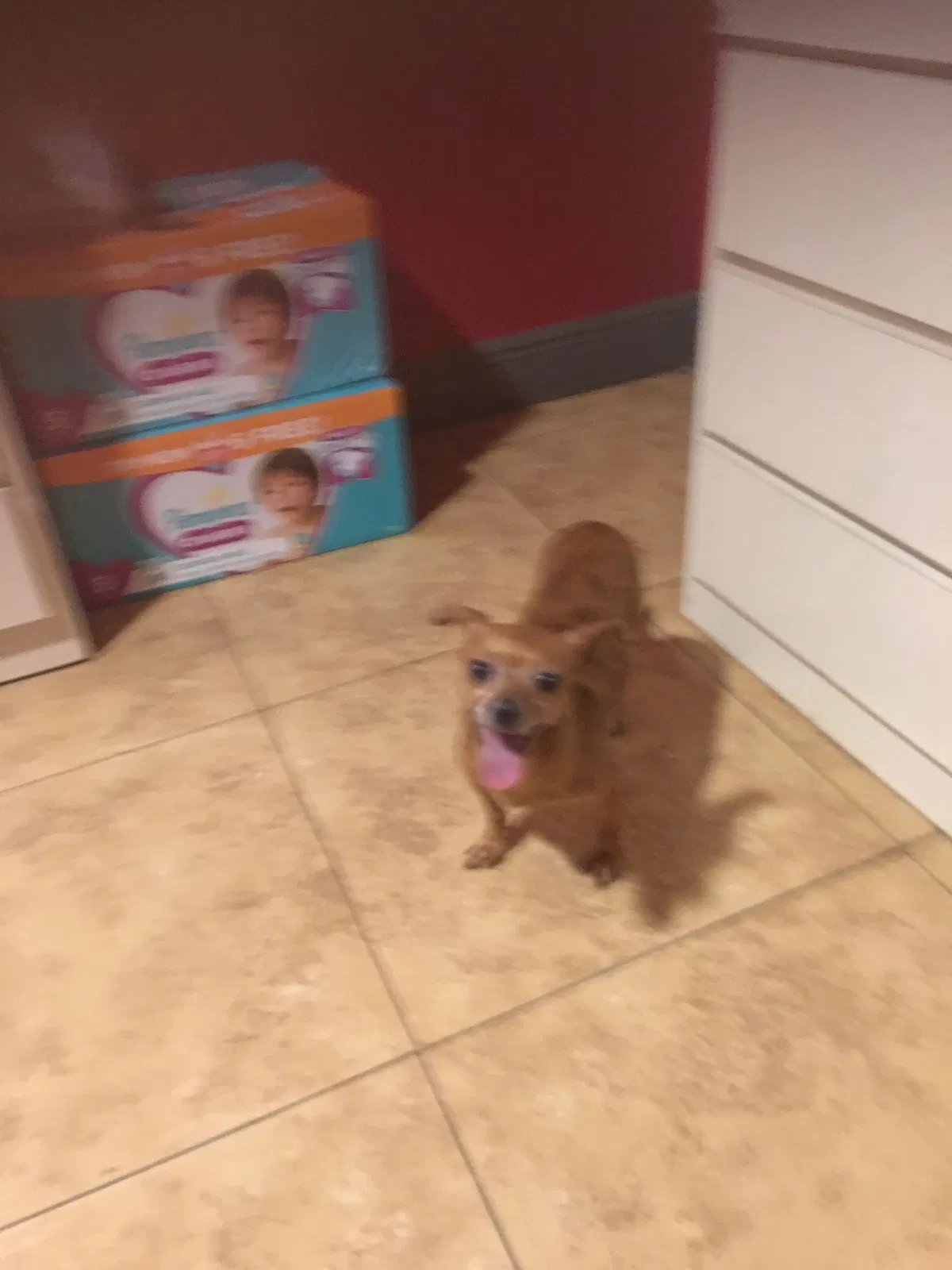 Lost dog in Fort Lauderdale, FL, 33312