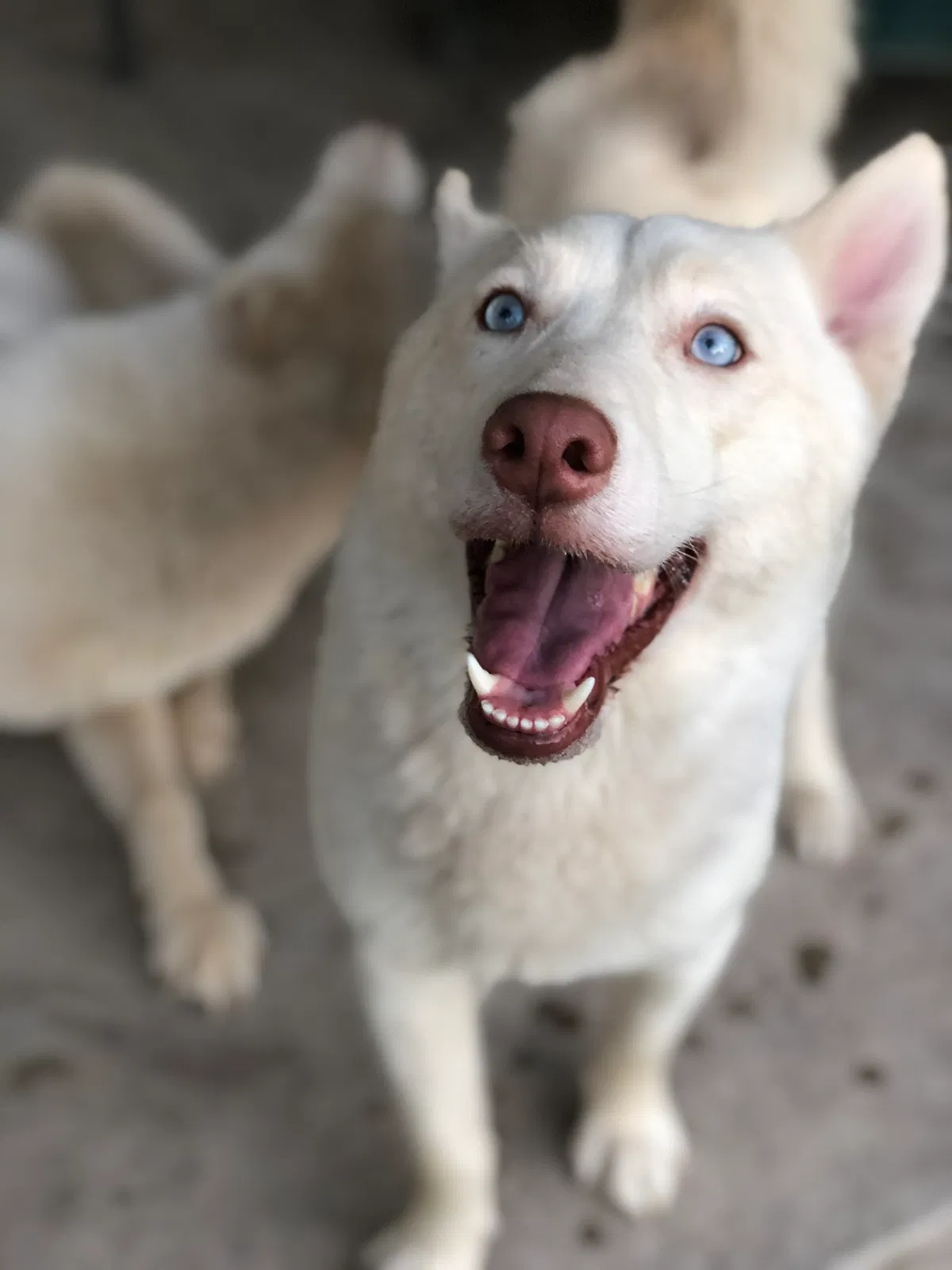 Lost dog in New Braunfels, TX, 78130
