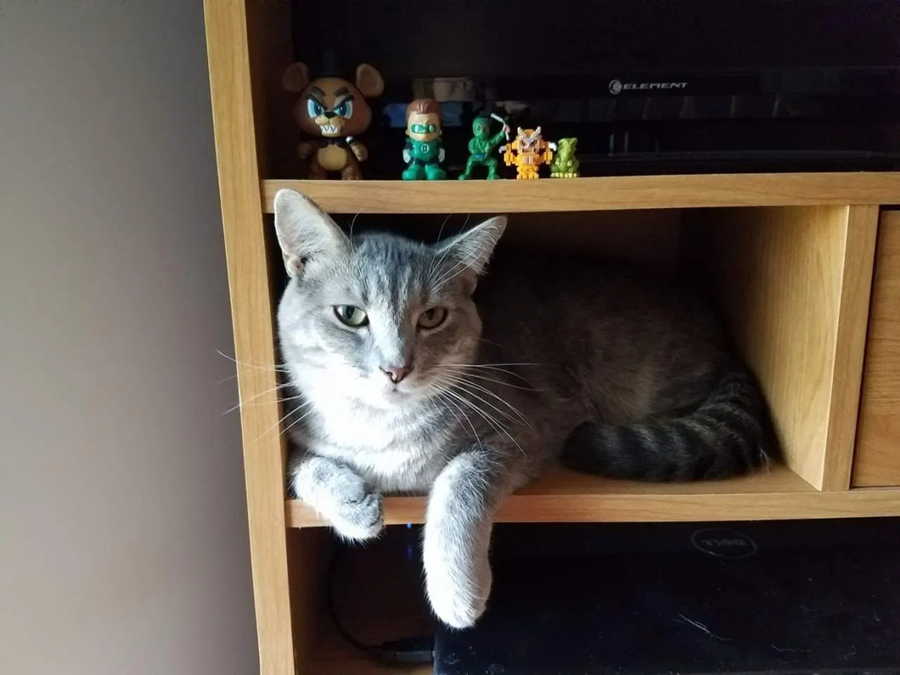 Lost cat in Vicksburg, MI, 49097