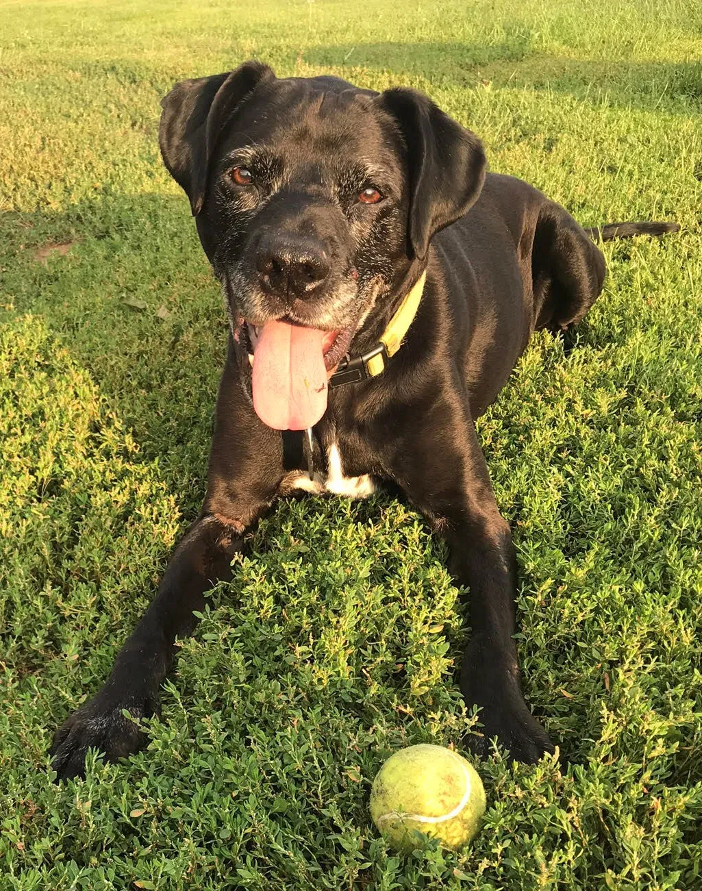 Lost dog in Rapid City, SD, 57702