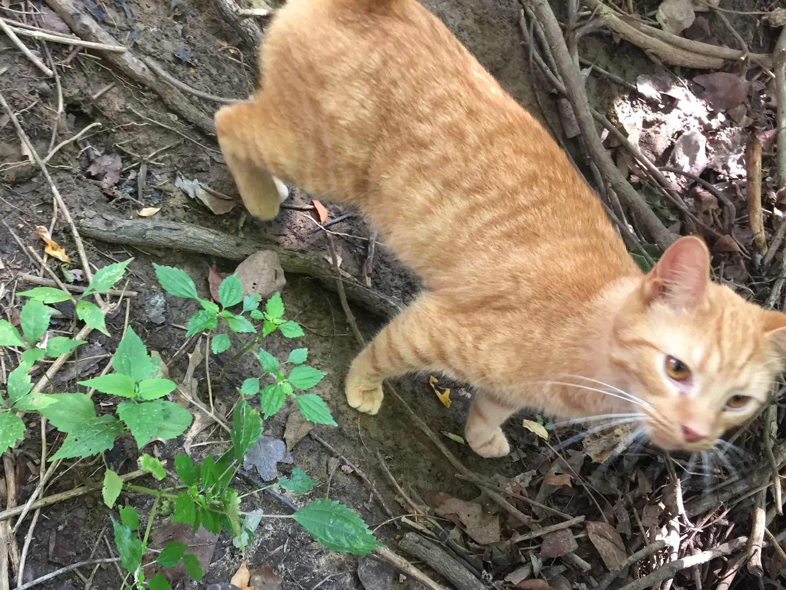 Lost cat in Batavia, OH, 45103