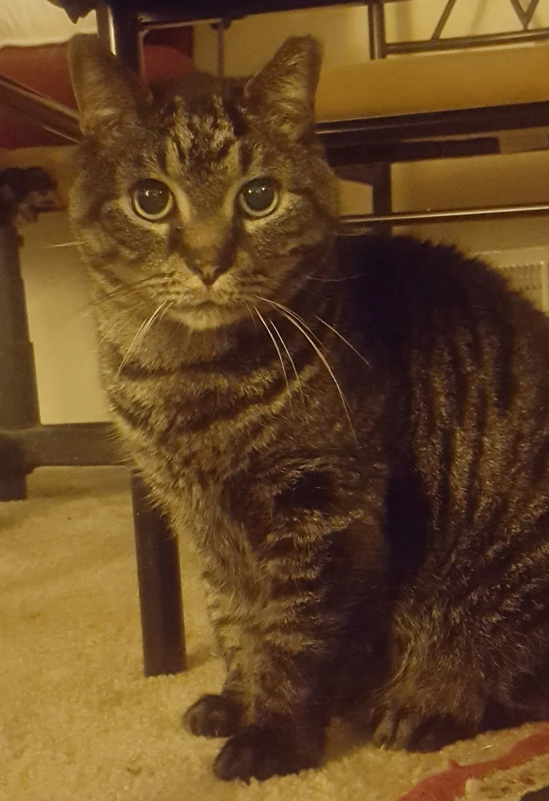 Lost cat in Hyattsville, MD, 20783