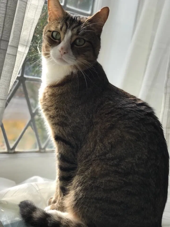 Lost cat in Unknown, WY, 0