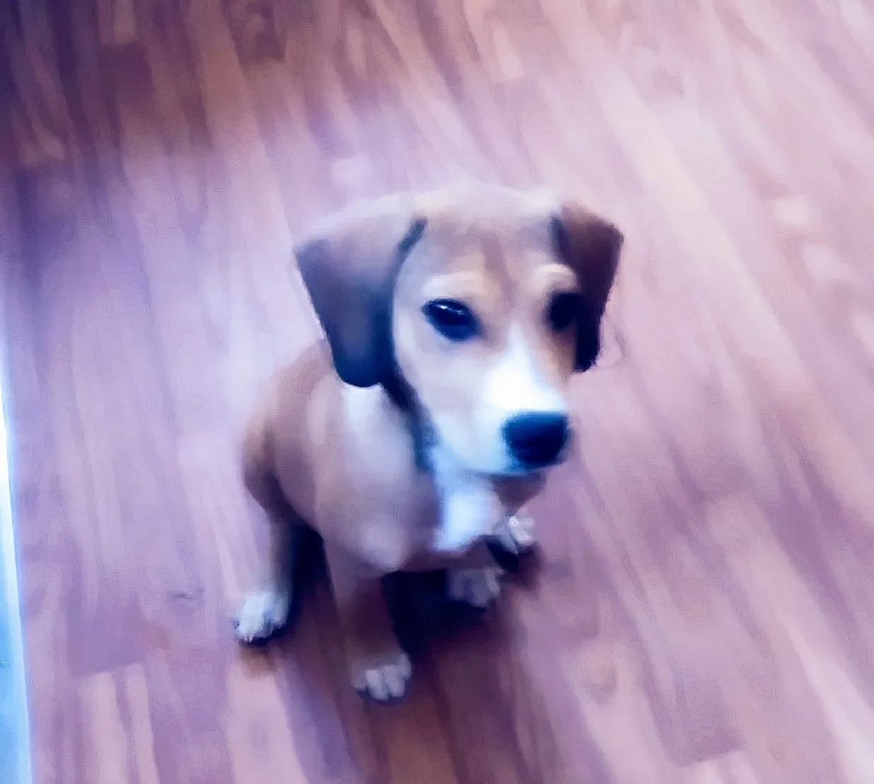 Found dog in Hot Springs National Park, AR, 71913