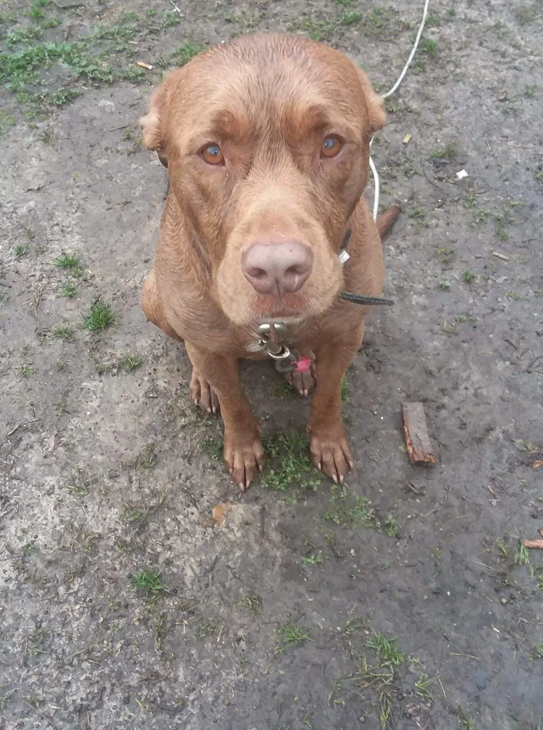 Lost dog in Poplarville, MS, 39470