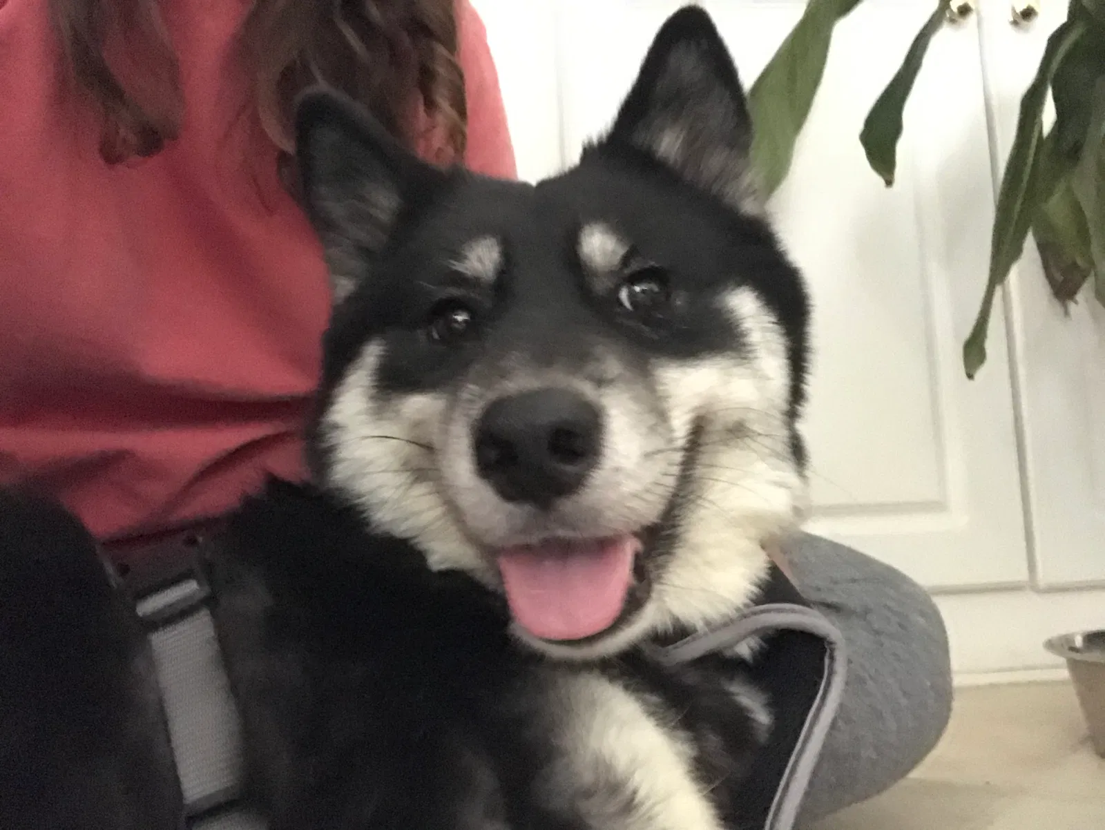 Lost dog in Ocala, FL, 34480