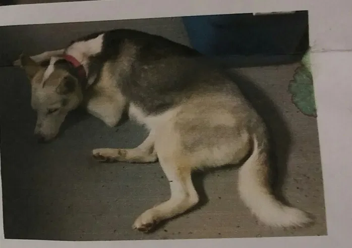 Lost dog in Gulfport, MS, 39503