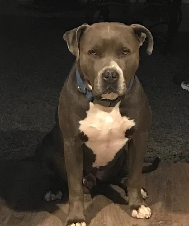 Lost dog in Menifee, CA, 92584