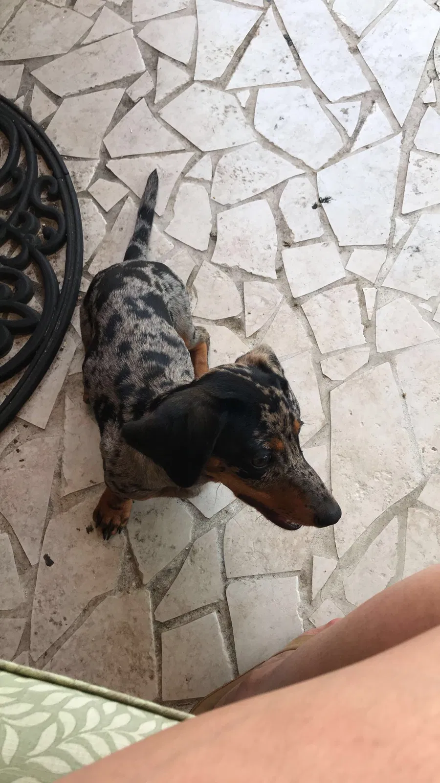 Lost dog in Garden Grove, CA, 92840