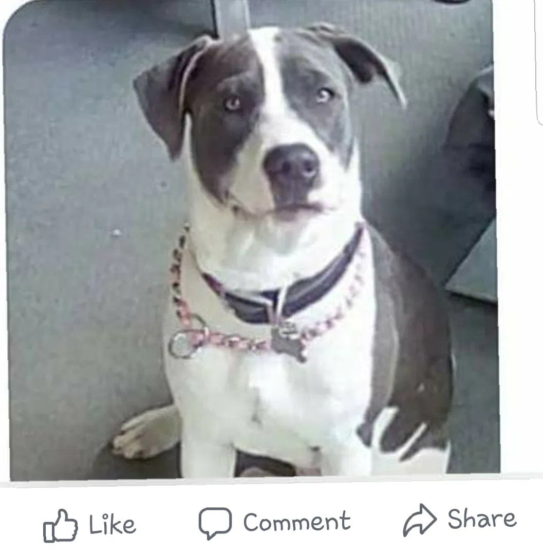 Lost dog in Bristol, VA, 24202