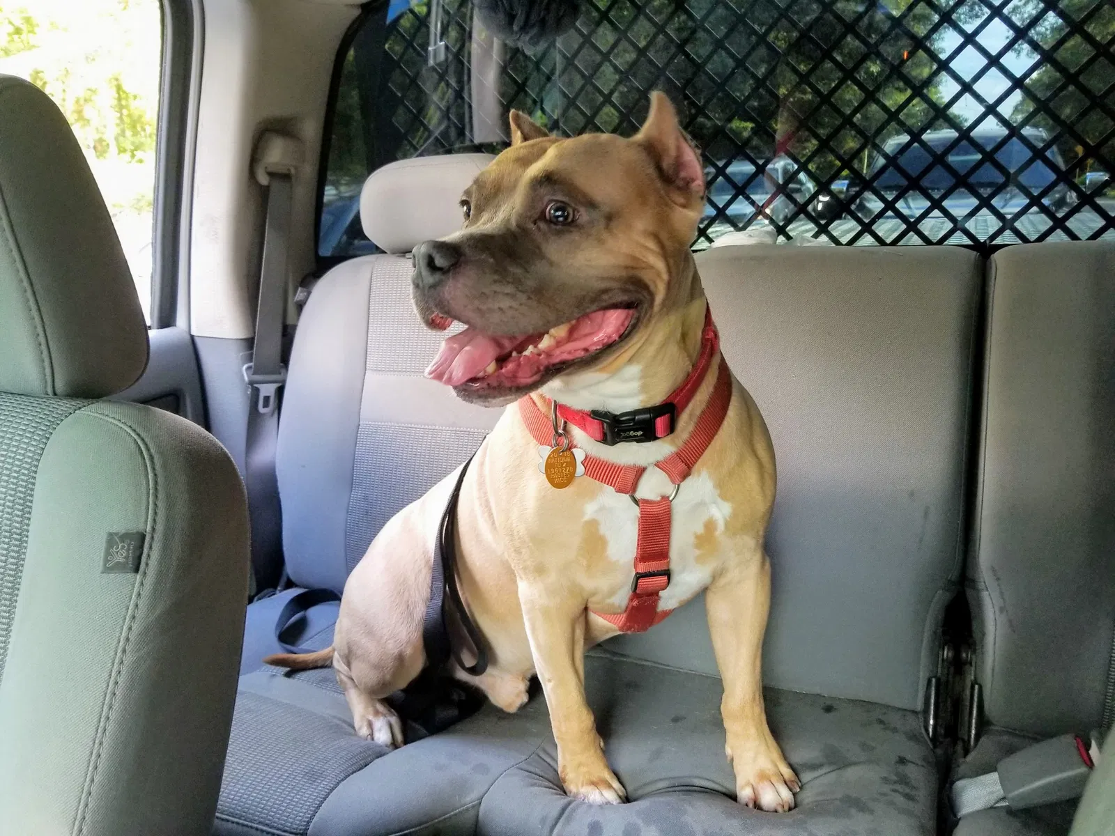 Lost dog in Summerville, SC, 29483
