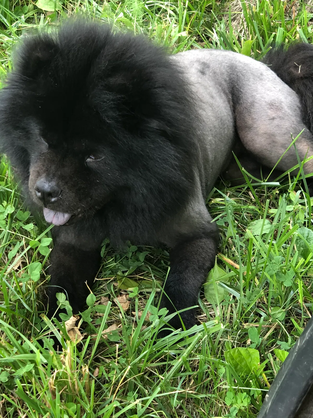 Lost dog in Bellefontaine, OH, 43311