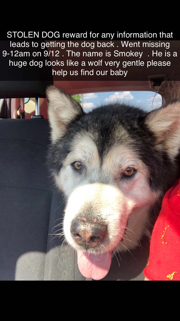 Lost dog in Tullahoma, TN, 37388