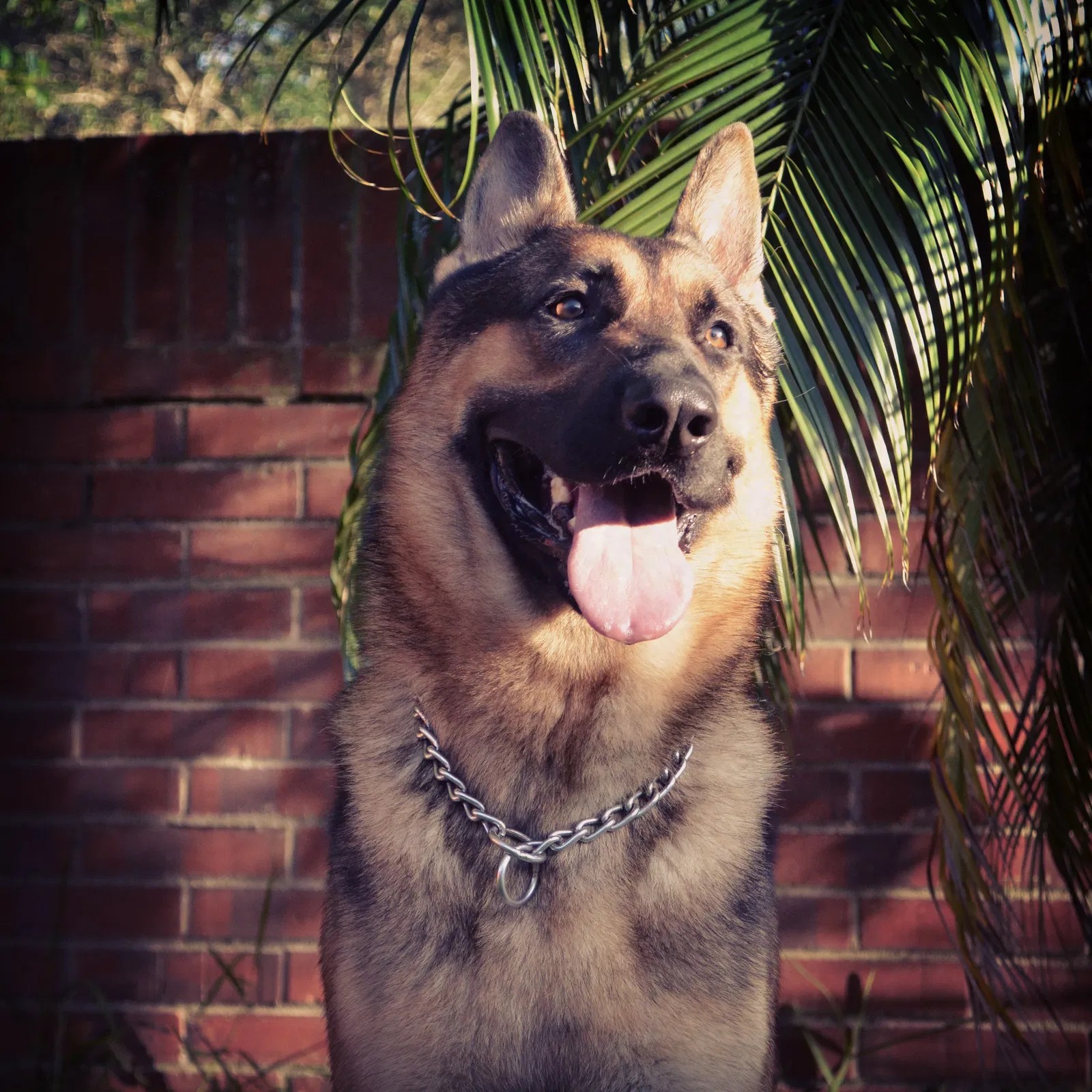 Lost dog in Kissimmee, FL, 34743