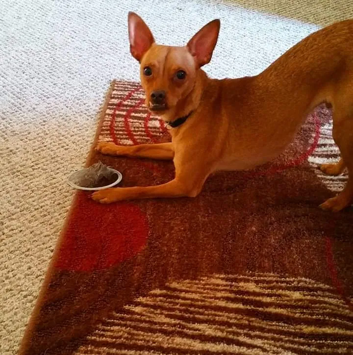 Lost dog in Williamston, SC, 29697
