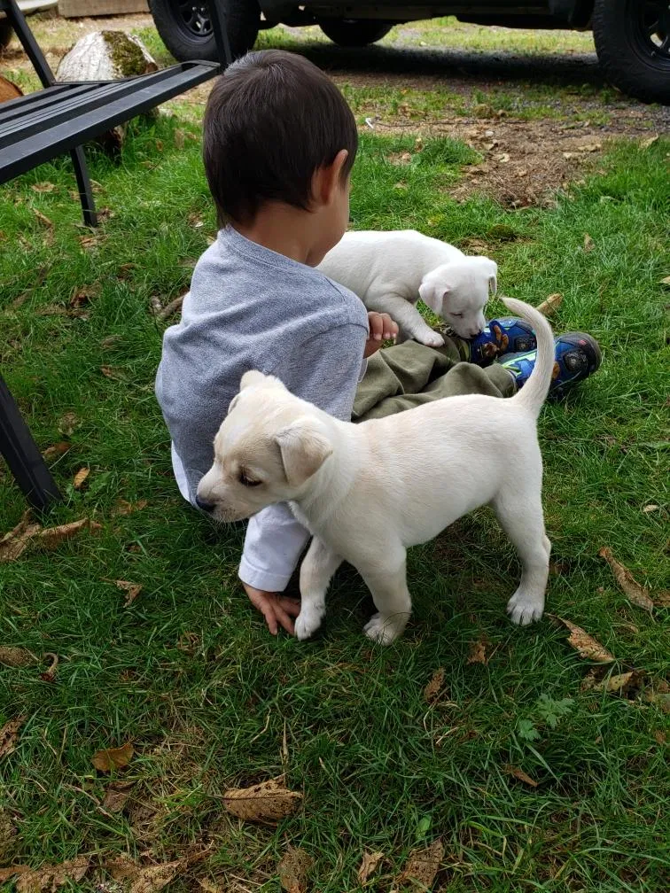 Lost dog in Graham, WA, 98338
