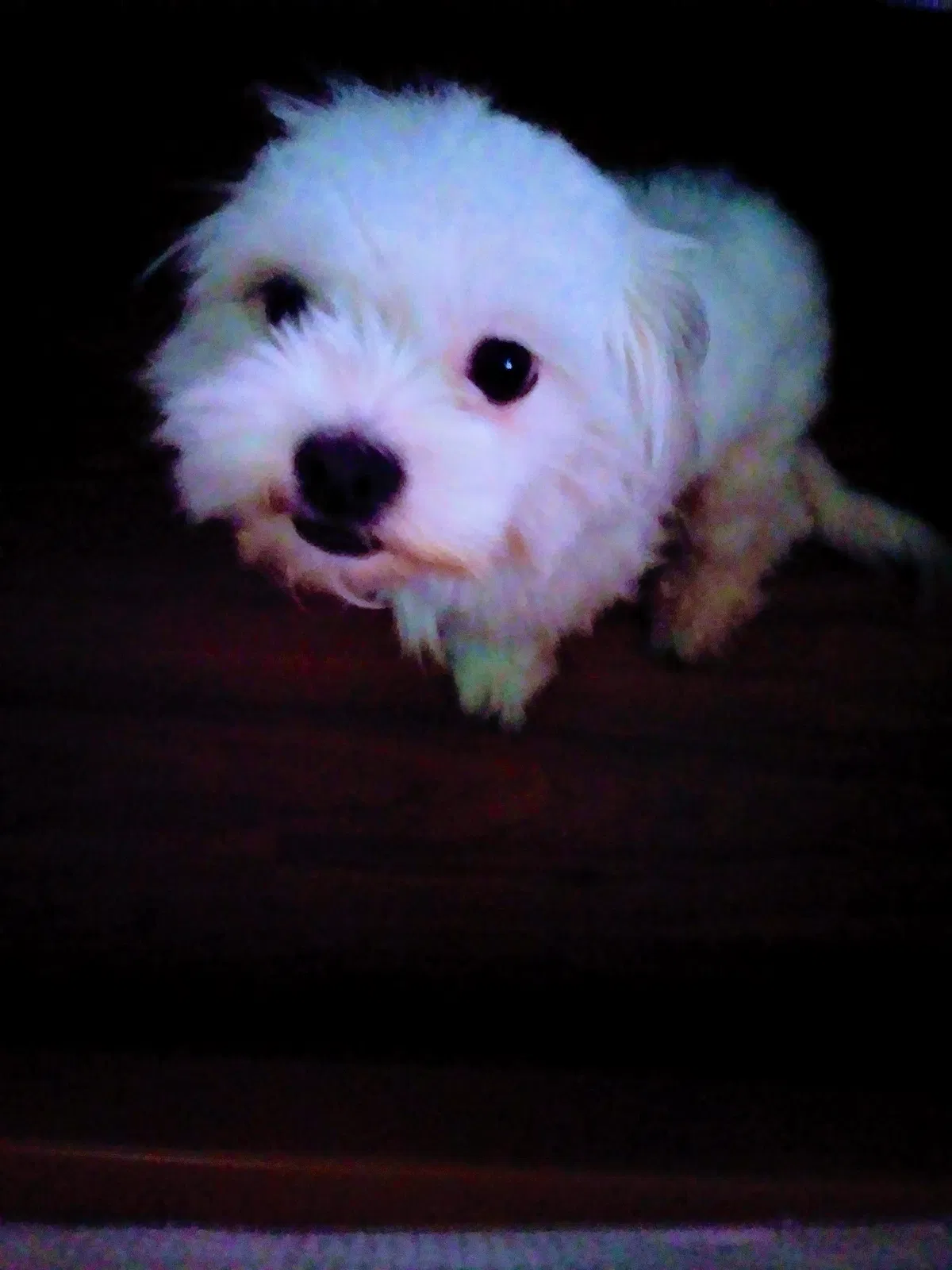 Lost dog in Donna, TX, 78537