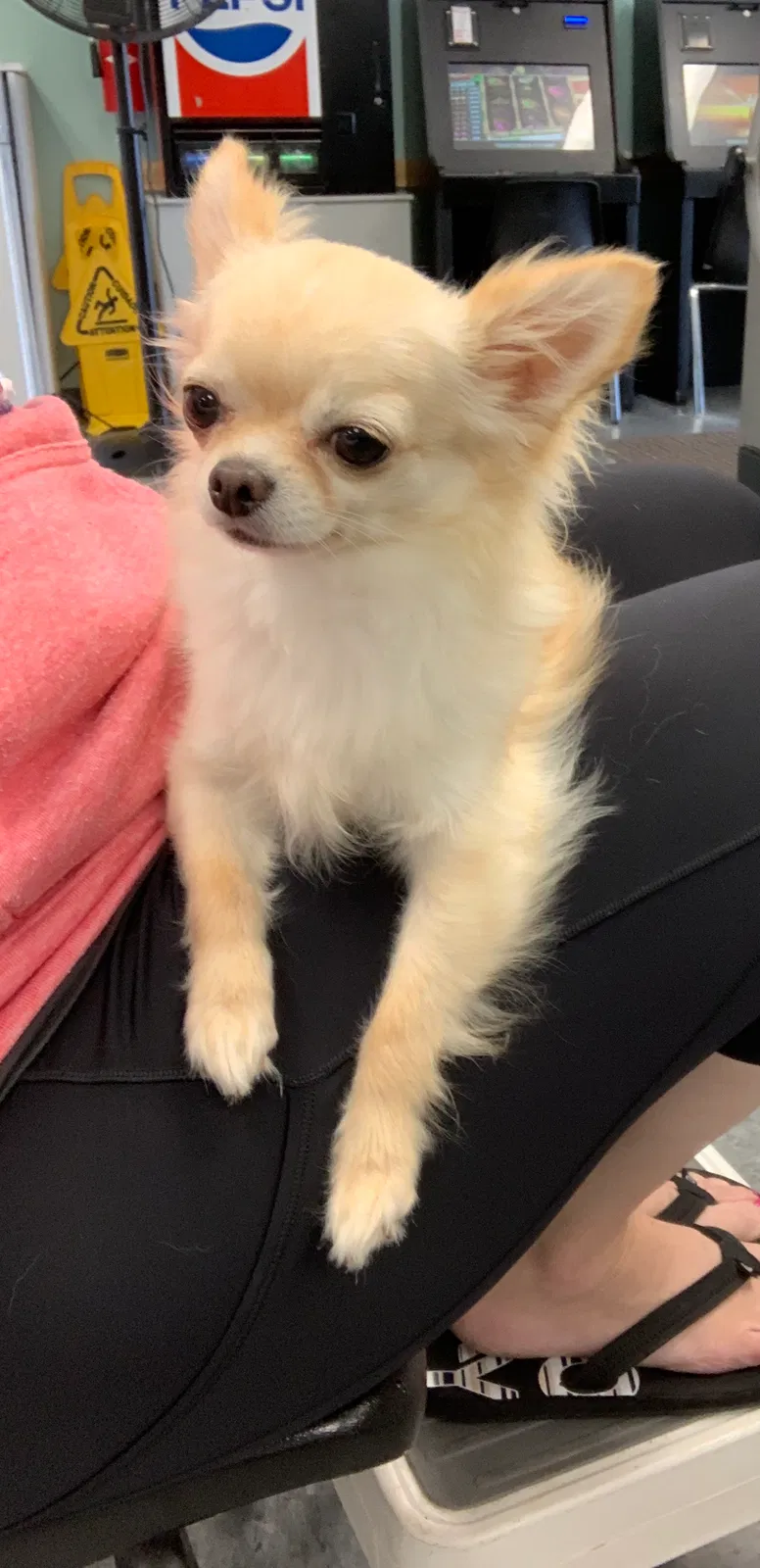 Lost dog in Howell, MI, 48843