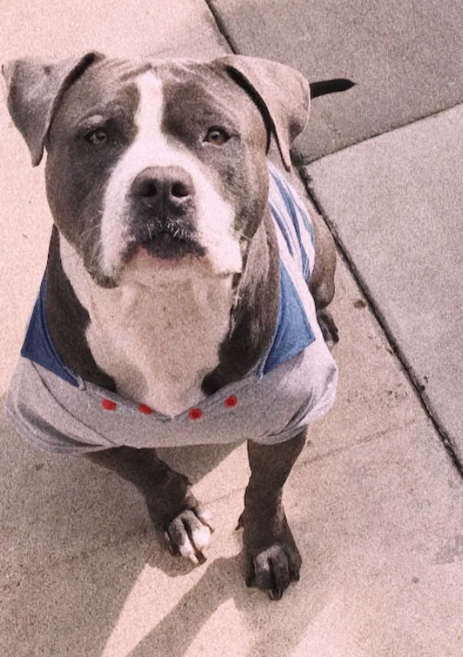 Lost dog in Corona, CA, 92879