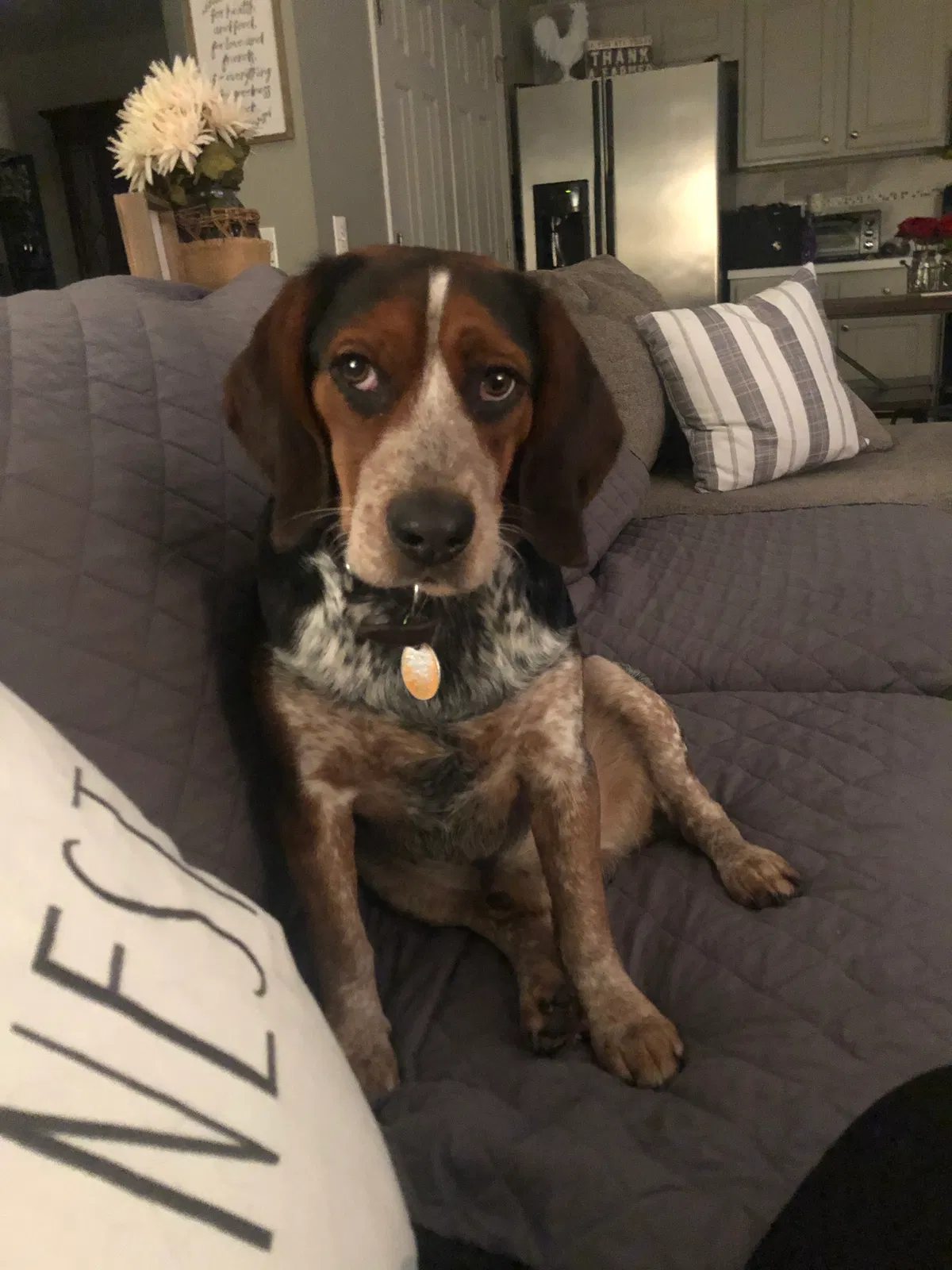 Lost dog in Cumming, GA, 30040