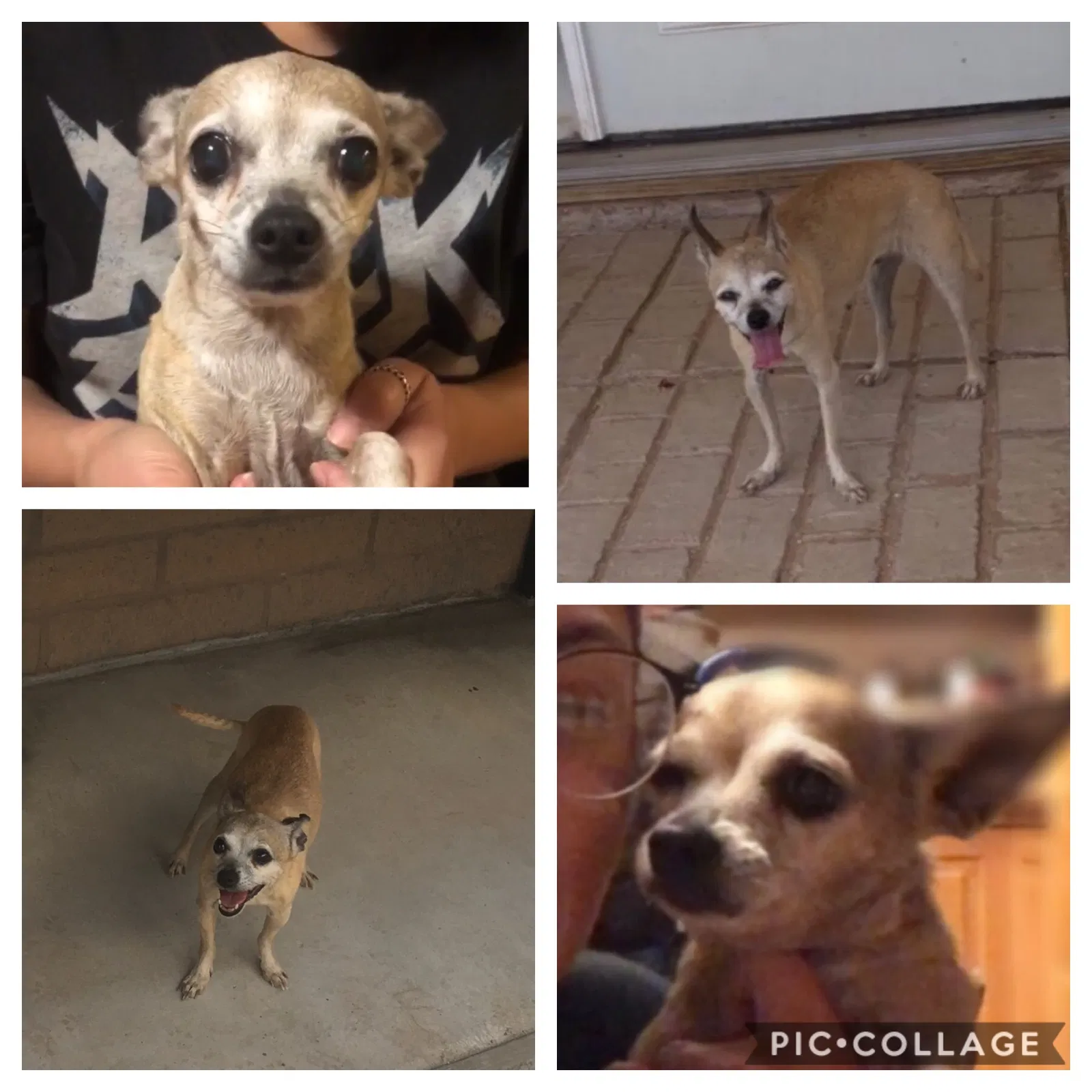 Lost dog in Tucson, AZ, 85706