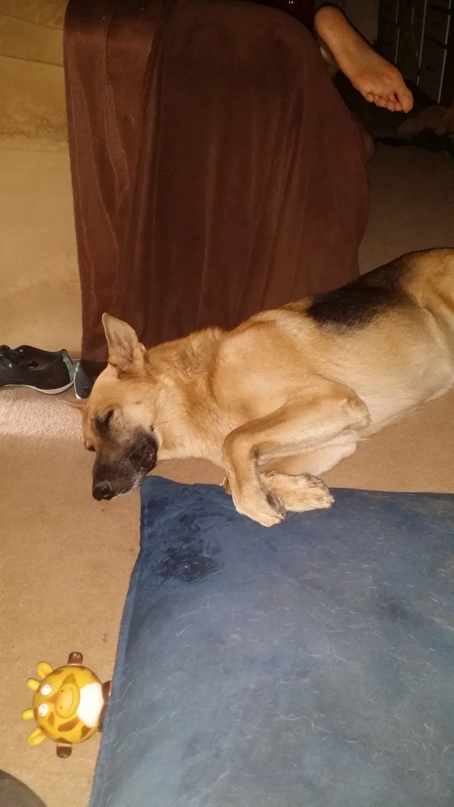 Lost dog in Lake Elsinore, CA, 92532
