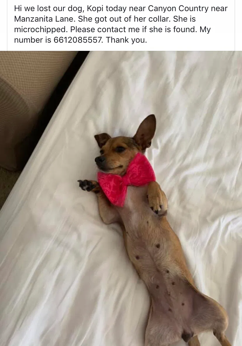 Lost dog in Canyon Country, CA, 91387