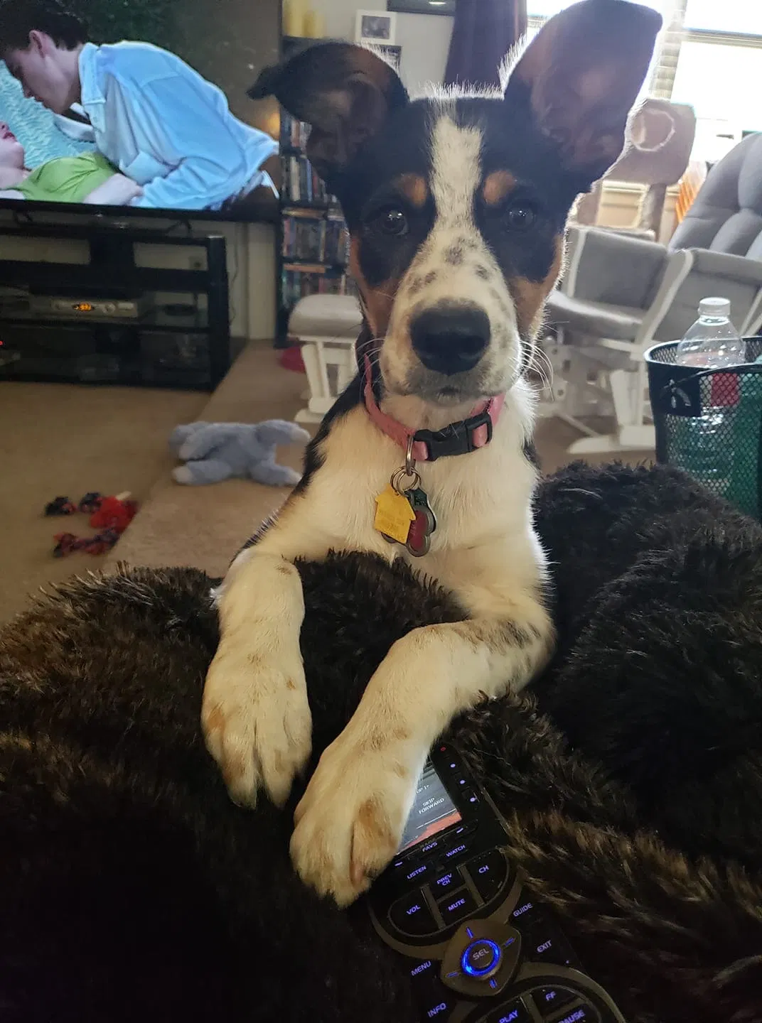 Lost dog in Midland, TX, 79703