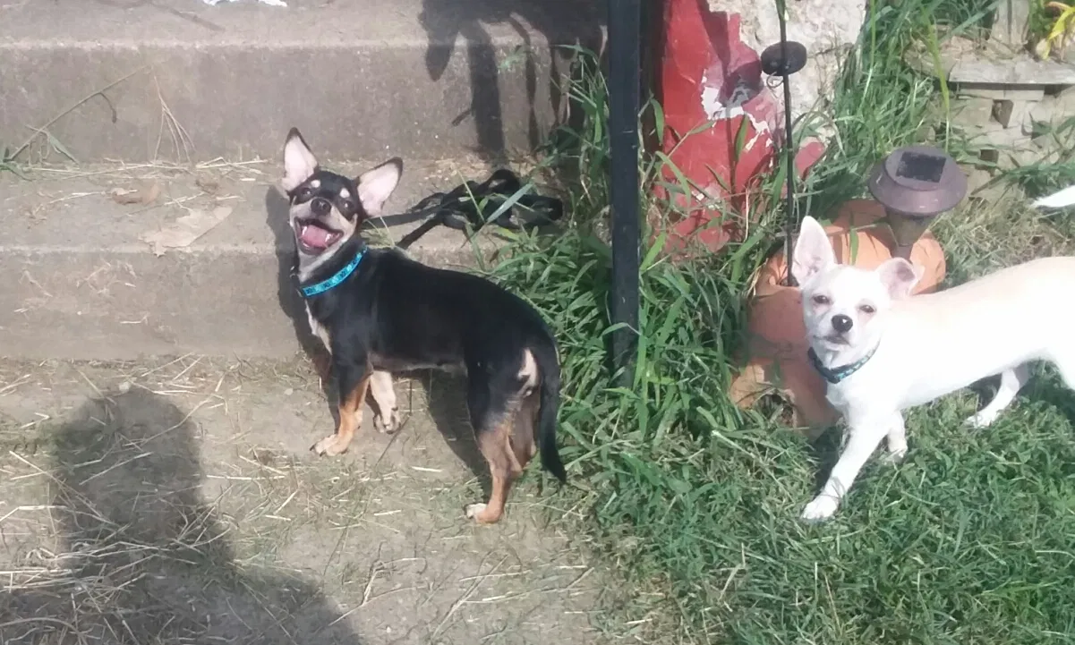 Lost dog in Canal Winchester, OH, 43110